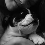 M A X I M U S 🐶💚 - @maximus_murphy - Instagram