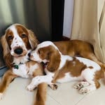 Max & Murphy | English Coker Spaniel - @_maximus_murphy_ - Instagram