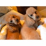 Maximus & Murphy - @maximus_murphylee - Instagram