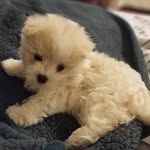 Maximus & Murphy - @maximus_and_murphy - Instagram