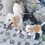 Maximus & Murphy - @paws_of_southdelhi - Instagram
