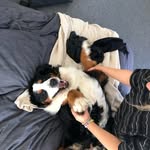 Maximus Decimus Maridus - @maximus.murphy - Instagram