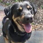 Brutus Maximus Murray - @brutus_the_younger - Instagram
