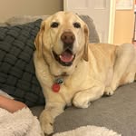 Maximus Murray - @maximusmurraydog - Instagram