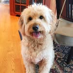 Maximus Nelson - @maximus_the_goldendoodle - Instagram