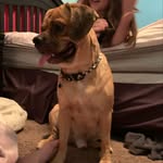 Maximus Paul - @max.the.puggle.0 - Instagram