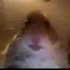 maximusperez6 - @maximusperez6 - TikTok