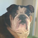 Maximus Perry Benitez - @maximus_the_bully_benitez - Instagram