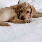 Maximus Pierce - @englishlabmaximus - Instagram