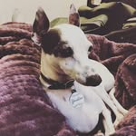 Maximus Porter - @maximothepup - Instagram