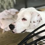 Max - @maximus.raybon - Instagram