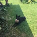Maximus Ray Franks - @maxxy_the_shep - Instagram