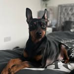 Maximus Reed - @maximusreedthegreat - Instagram