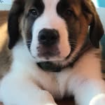 Maximus Reed - @max_stbernard - Instagram