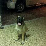 Maximus Reyes - @maximusthemastiff - Instagram