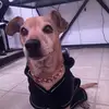 Maximus - @maximusrichardso8 - TikTok
