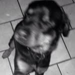 Maximus Rose - @maximusthegreatrose - Instagram