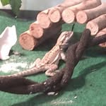Maximus Ross - @aumaximus - Instagram