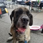 Maximus Schultz-Lawson - @maximustheenglishmastiff - Instagram