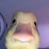 max - @maximussilva25 - TikTok