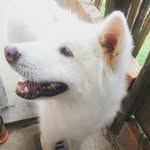maximus _silvax - @maximus_silvax - Instagram