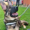 Maximus Smith - @maximus.gsd - TikTok