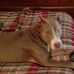 Spartacus Maximus Decimus Smith - Facebook