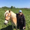 haflingersstanleymax - @willeke.stanley.maximus - TikTok