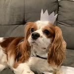 Maximus - @maximus_steele1 - Instagram