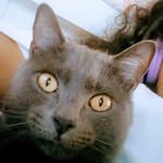 Maximus Grayson Steele - @lazy.supercat - Instagram