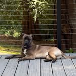 Maximus “Max” Steele - @adventureswithmaximussteele - Instagram