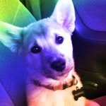Maximus - @maximus_stephens - Instagram