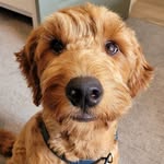 Maximus Stone Burkhalter - @stay_golden_maximus - Instagram