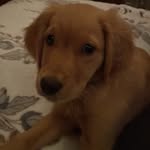 Maximus Tate - @max_tate1 - Instagram