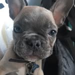 Maximus Taylor - @maximusthemenace - Instagram