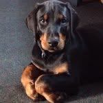 Maximus Decimus Meridius Thomas - @maximus_thomas - Instagram