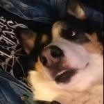 Maximus Thomas - @tizzomizz - Instagram