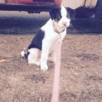 Maximus Thomas - @_maximusthemutt_ - Instagram