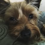 🐾Maximus Thomas🐾 - @maximus_thegrrreat - Instagram