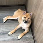 Maximus_Thomas - @ras_maximus - Instagram