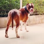 Maximus Thomas Phantom - @phantom.thepitbull_ - Instagram
