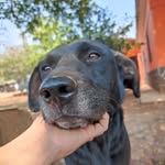 Maximus Torres🐾 - @maximus2004_perro - Instagram