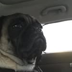 Maximus Torres - @pugmastersparky - Instagram