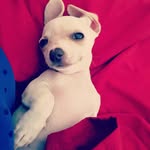 Maximus torres Santiago - @torrmaximus - Instagram