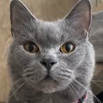 Maximus Trần - @meotothemax - Instagram