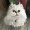 TransMaximus - @transmaximus - TikTok