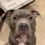 Cujo Maximus Vasquez - @cujodabaddest - Instagram