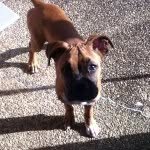 Maximus Wallace - @_max_dadog - Instagram