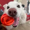 maximuswangus - @maximuswangus - TikTok