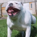 Maximus - @maximuswardell - Instagram